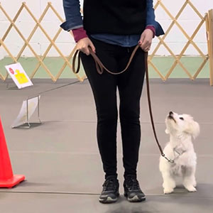 Catawba Valley Obedience Club, Hickory NC